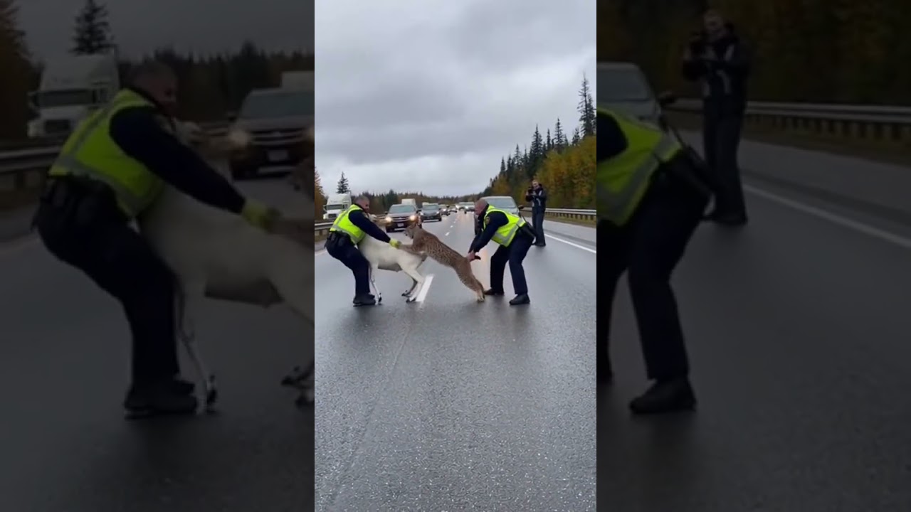 Police vs Lynx on Canadian Highway! Epic chase caught on camera 