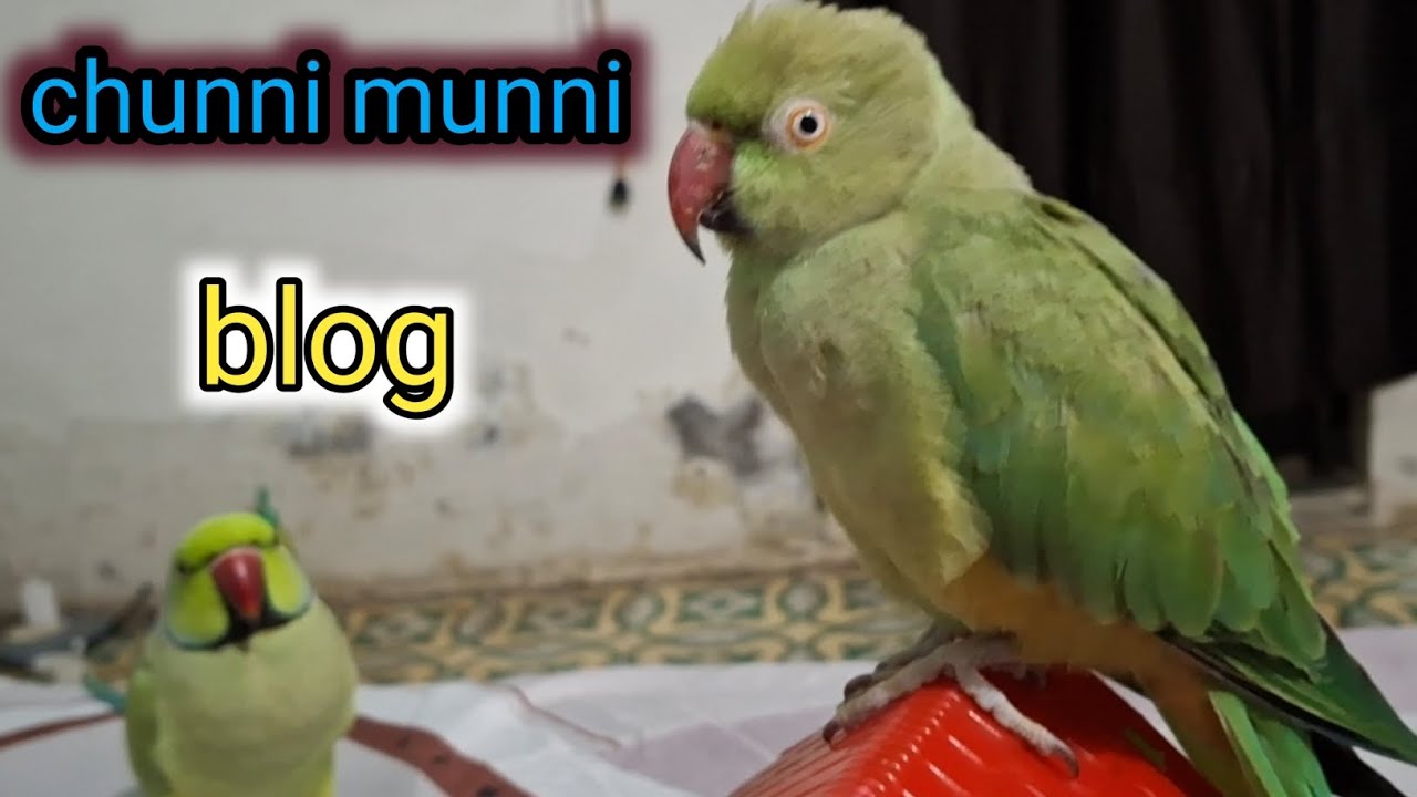 Chunni Mitthu🦜 baby parrot video shortsvideo🥰 youTube video Please follow me 👈......