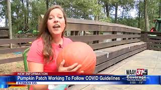 Pumpkin Patch Working To Follow COVID Guidelines