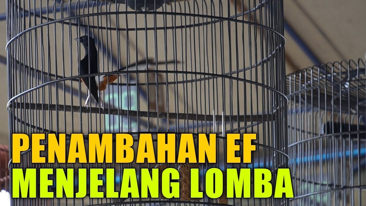Penambahan EF Menjelang Lomba