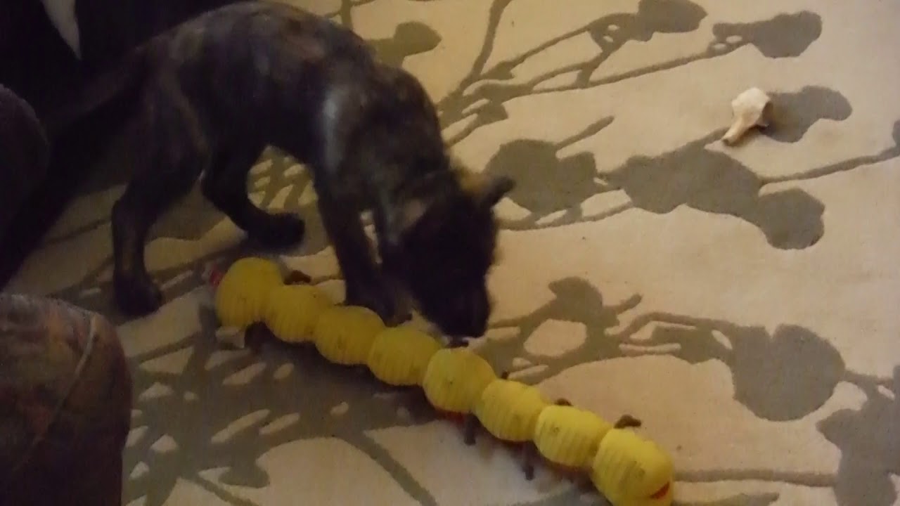 Baby Berger Picard Youtube