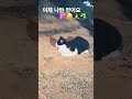 이제 나만 믿어요 #임영웅 #길냥이