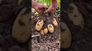 Z023254 mini rotary tillage and ridging all-in one tree 🌲