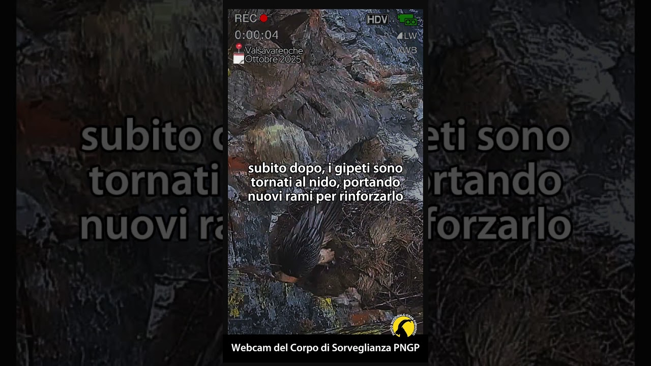 GipetOnAir, Stagione 8, Episodio 1