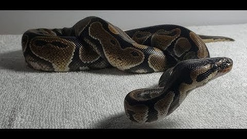 Rescued 4 Month Old BALL PYTHON | Chin Wound