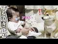 泣いてる赤ちゃんがすぐに泣き止む柴犬のあやし方