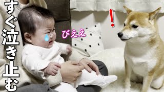 泣いてる赤ちゃんがすぐに泣き止む柴犬のあやし方