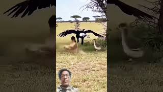 #secretary Bird #reels #viral