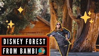 THIS FOREST Inspired DISNEY's BAMBI! ?? | Visiting the Arrayanes Forest in Patagonia, Argentina ✨