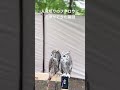 人見知りなフクロウに友達ができた瞬間#owl #フクロウ #アメリカワシミミズク