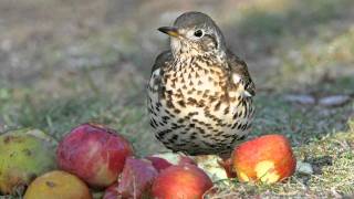 Know your thrushes - Song and Mistle screenshot 5