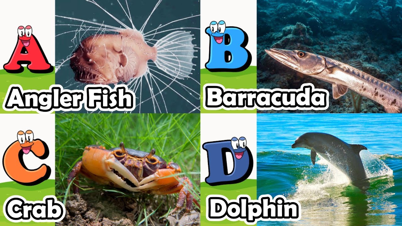 ABC Sea Animals song | Learn Alphabets | English and Animals for Kids ...