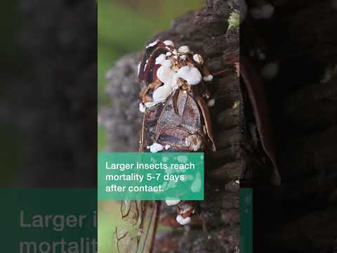 Комплект біоінсектицидів від грунтових комах Myco Guardian (Боверія, Метарізіум, Paecilomyces) – від білокрилки, хруща, трипсу, видео 1