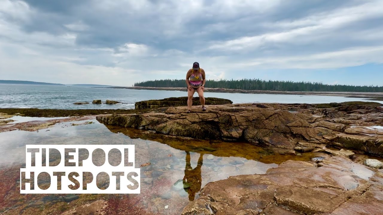 Acadia’s Top 3 Tidepooling Hotspots