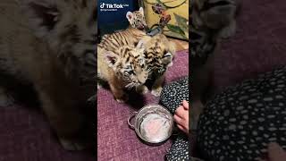 Cara menjinakkan dan memberi anak-anak harimau,story wa, story wa kata2 bijak,story wa lagu