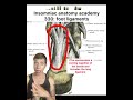Insomniac anatomy academy 330: foot ligaments #science #stem #anatomy #sciencefacts #bodies