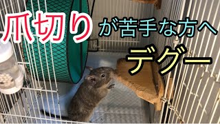 爪切り不要！！爪切りで指を切らないか心配！お悩みの方は必見！