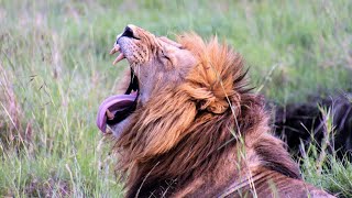 Amazing Lions of the Masai Mara - Kenya Safari