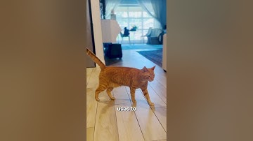 How to: Introducing Cats to Dogs