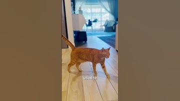 How to: Introducing Cats to Dogs