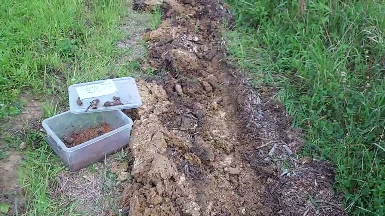 Comfrey how I plant it. As a permaculture food forest.