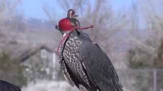 02242015 HARRIS FALCON TEASE