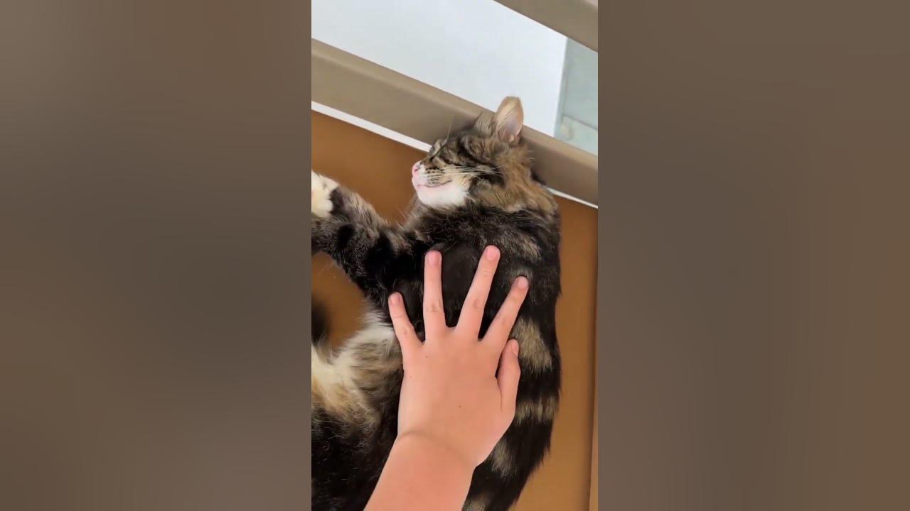 Самый крутой котик в Турции ️#котик - YouTube