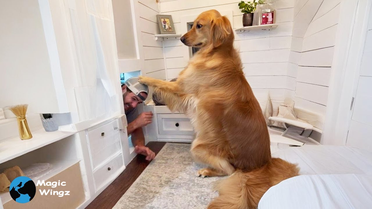 This Dog Has His Own Luxury House — and His Dad Basically Lives There