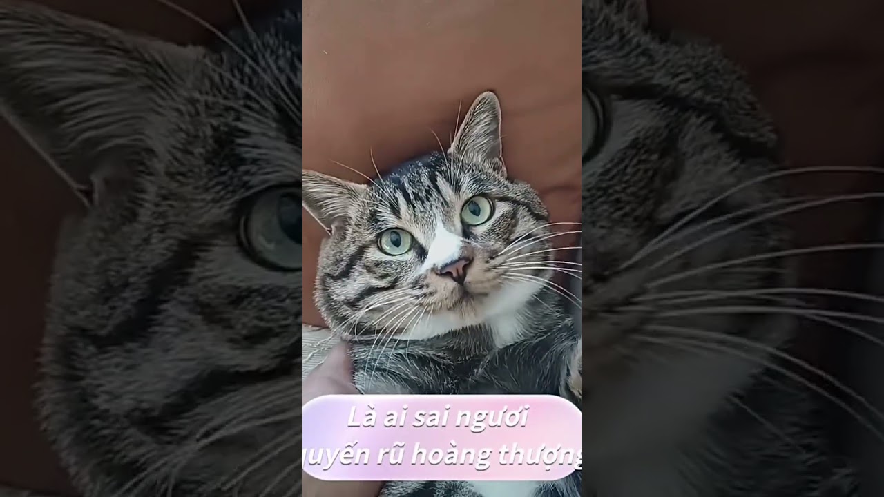 Làm giật cả mình #cat #pets #viral #viralshorts #catmemes