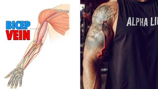 How To Get 'The Bicep Vein' Regardless Of Genetics!
