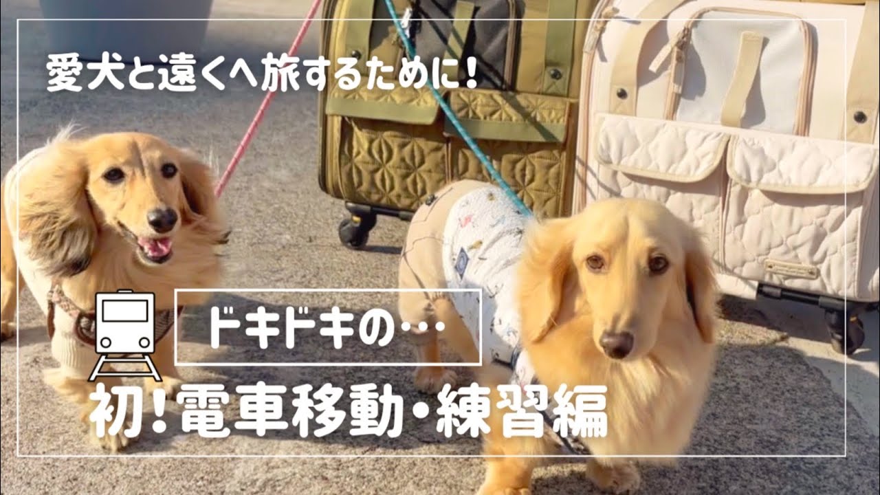 【吠えるダックス‼️】電車移動に挑戦🐶🐶