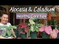 Alocacia And Caladium Tips And Care kung Bakit Fresh and Healthy Ang Mga Dahon | My Secret Revealed