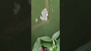 Putuhbatu Puyuh Hias