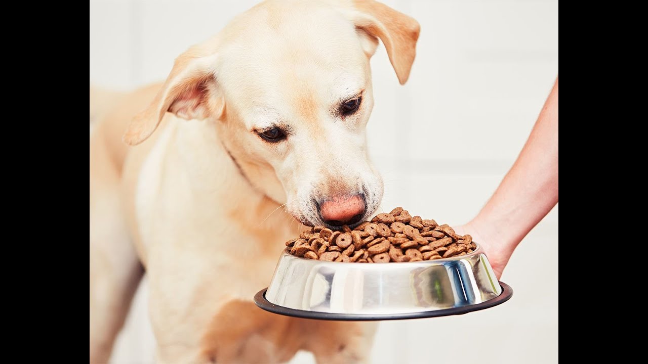 FDA investigating Midwestern Pet Foods for possibly being linked to