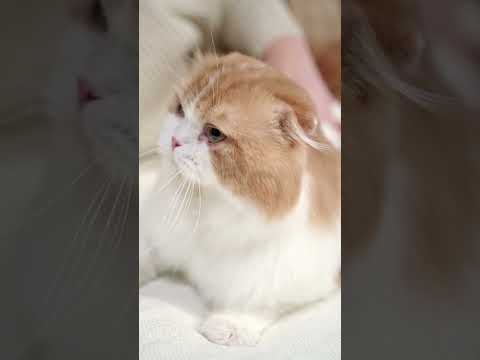 beauty cat