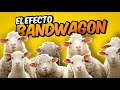 El efecto Bandwagon: ¿Por qué la gente se sube al carro ganador?