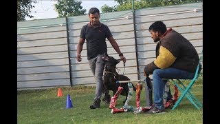 Top dog Trainer in India I PSA
