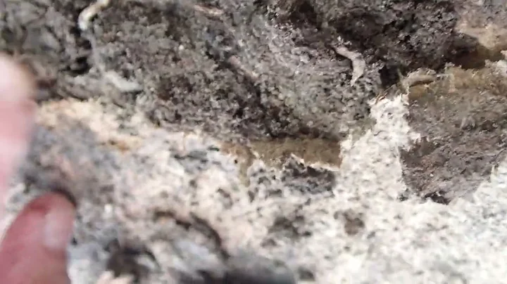 Termites love wood - Dallas Home Inspection- Ameri...