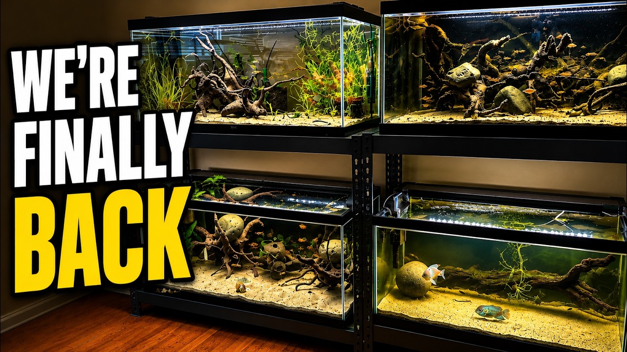A Long Overdue Fish Room Tour & Rare New Fish