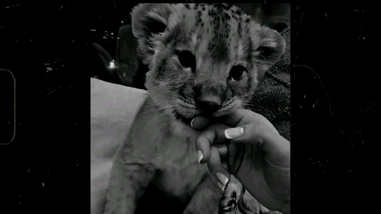 [FREE] Dark Boom Bap Type Beat - "Tape"