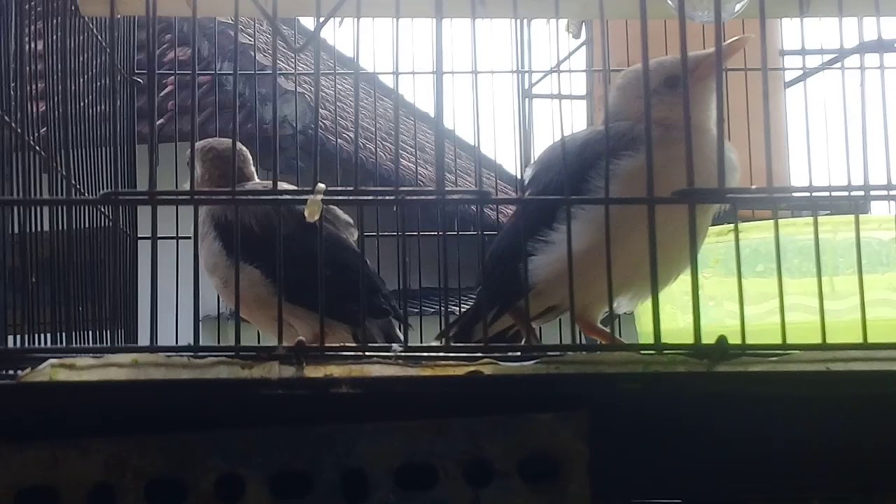 anakan jalak putih di jemur 