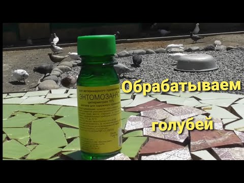 Профилактика голубей от вшей, клещей! Энтомазан С! 10 06 20г