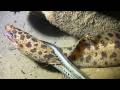 🐟️Diving under the sea to catch eels, crabs and sea cucumbers | Part 264-1