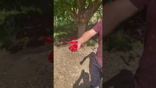 Karadut lekesi nasıl çıkar?