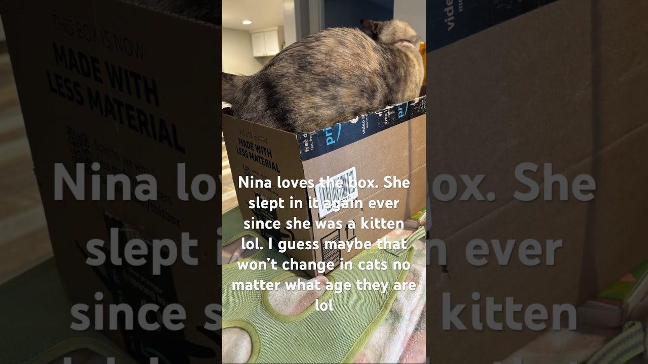 Nina sleeping and relaxing in the box lol she is so cute 🥰 