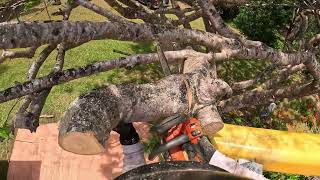 Famous I UNDER BID THIS JOB BY $3K 😩 Royal Poinciana Tree Removal Wealth