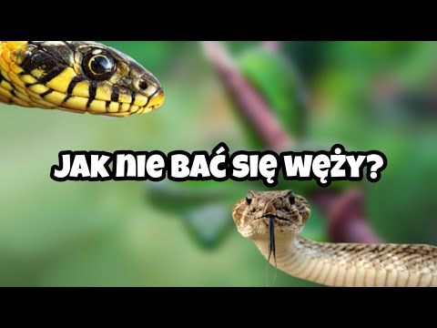 Wideo: Jak Przestać Bać Się Węży