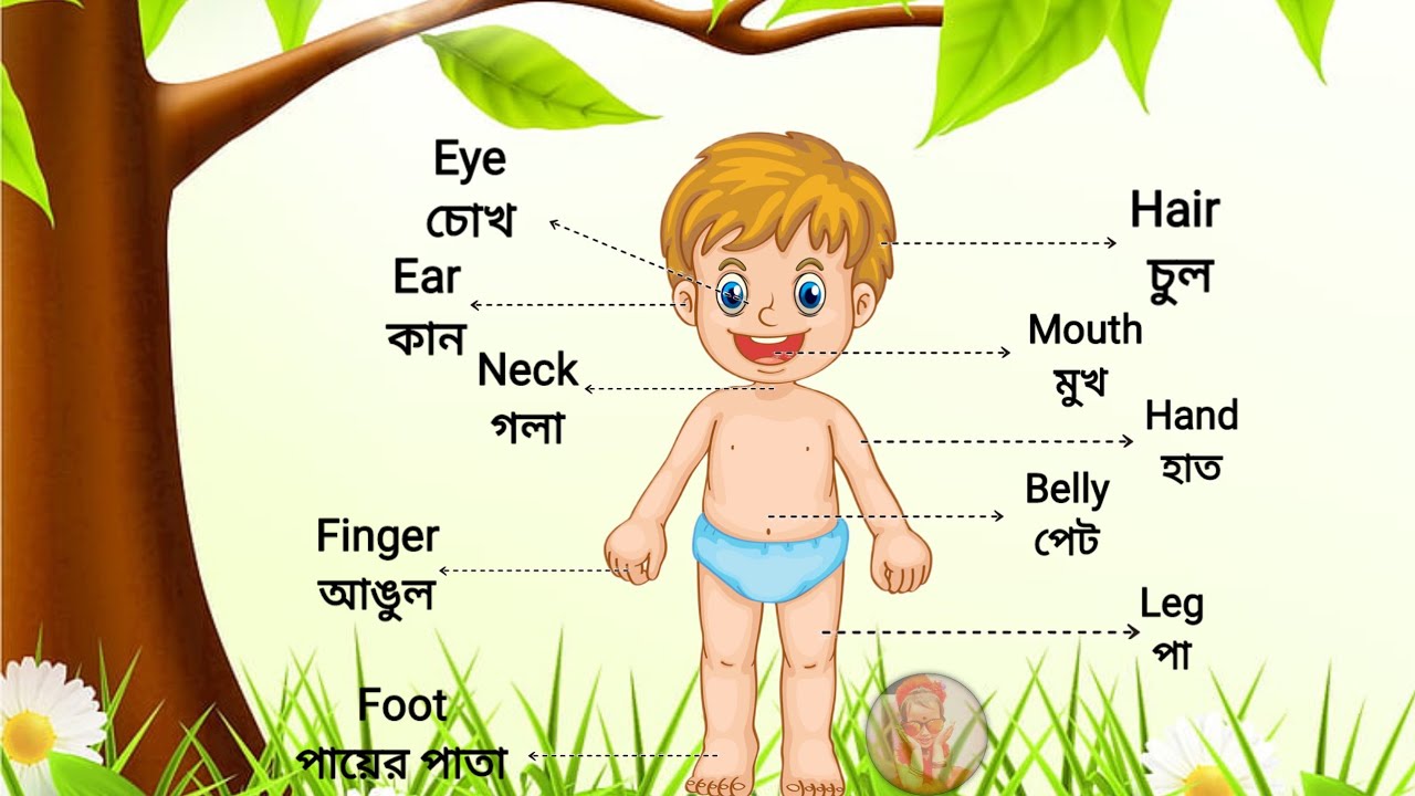 Part Of Body Name Human Body Parts Name In English And Bengali part-of-body-name-human-body-parts-name-in-english-and-bengali