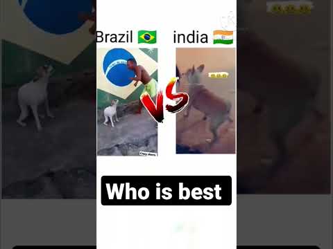 Brazil🇧🇷 dog  dance V/S india🇮🇳 dog dance #india #dog dance