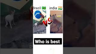 Brazil🇧🇷 dog  dance V/S india🇮🇳 dog dance #india #dog dance screenshot 3